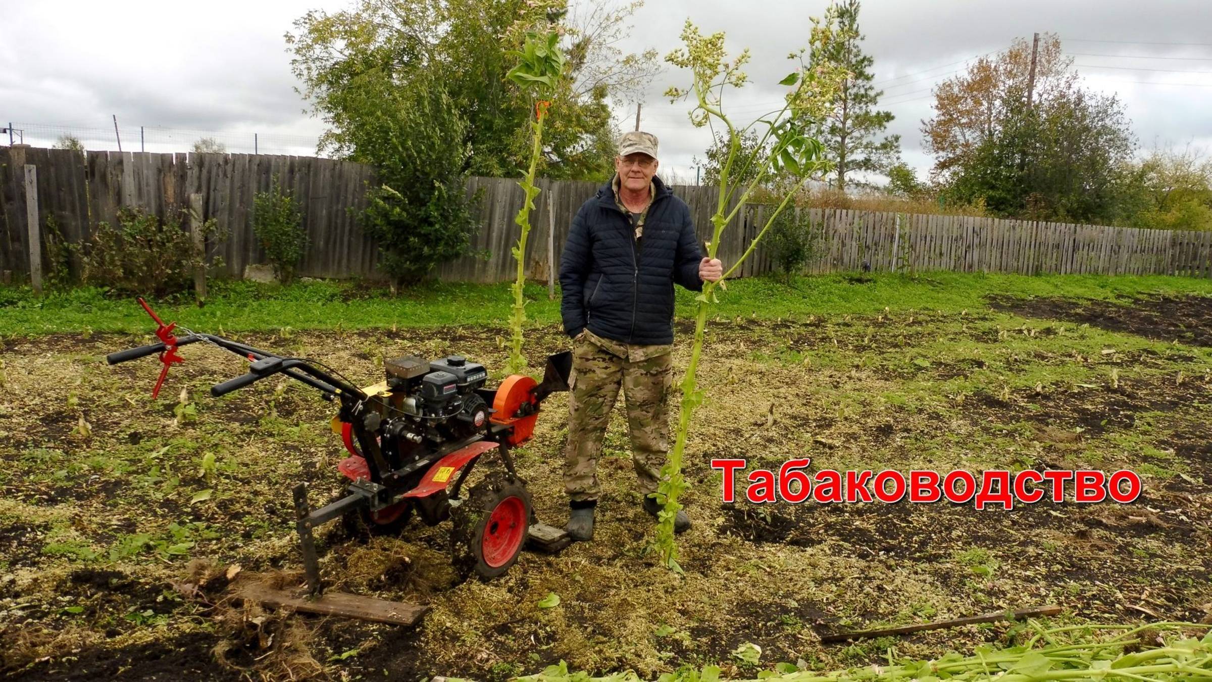 Табаководство - сезон 2025 завершён.