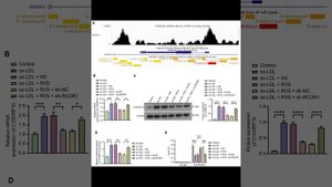 Розувастатин: от холестерина до клеток сосудов — открытие нового механизма защиты от атеросклероза!