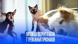 Неожиданные сигналы: что могут скрывать странные симптомы вашего питомца?