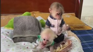 Обезьянка МАЛЕХА нянчит меньшую БУКАШКУ кроху Стащила еду из холодильника Едят на кровати СМЕШНАЯ КО