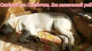 Сладкий сон Симбочки. Его маленький рай