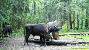 Видео+от+Национальный+парк+&quot;Смоленское+Поозерье&quot; (4)