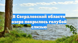 В Свердловской области озеро покрылось голубой слизью