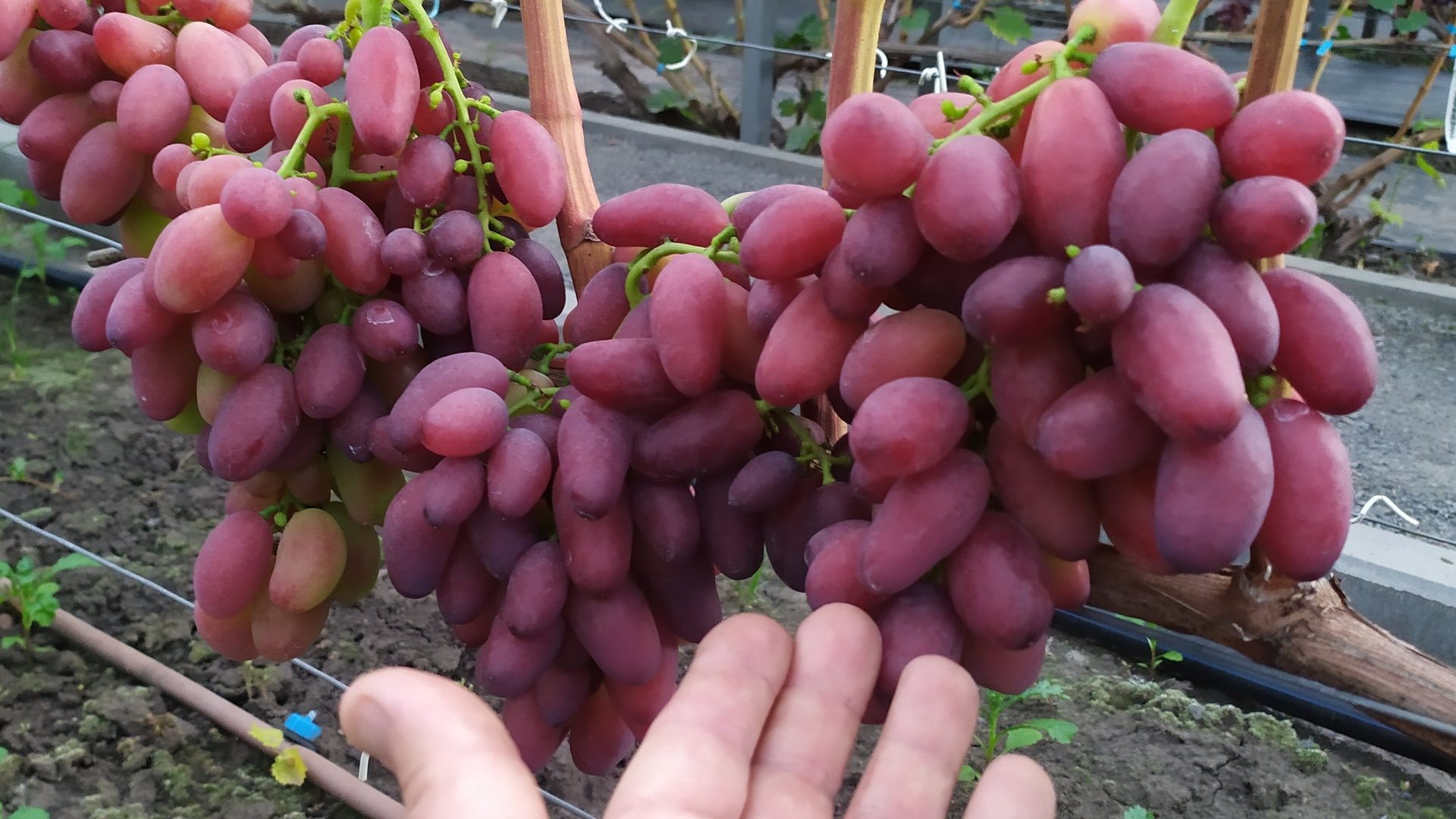 Виноградное АССОРТИ в сентябре 2025г.
   ЧАСТЬ 3 !!! смотреть онлайн