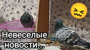 11-09-2025. Невеселые новости...