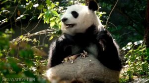 Дикая природа под спокойную расслабляющую музыку. Эмбиентная музыка для релакса.