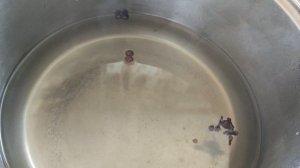 Маринуем тыкву, легко, вкусно и доступно