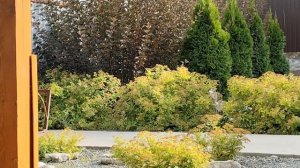 Стрижка спиреи