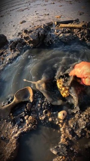 Артефакт № 205