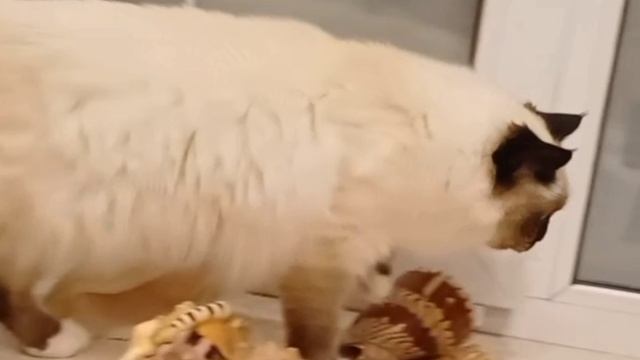 Вечерние процедуры Анжелины