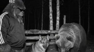 Ох уж эти Нейросети!