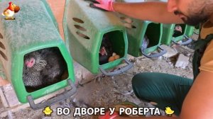 Содержание кур в домашних условиях и других птиц во дворе у Роберта 🐣🐤🦆🐔🪿🦃 (223)
