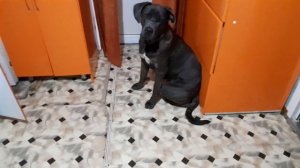 БЭЛЛА НА МЕНЯ ОБИДЕЛАСЬ🤔