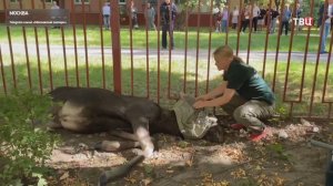 В Уфе пытаются поймать лося, забредшего на окраину города / События на ТВЦ