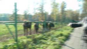 Календарь зубров - октябрь