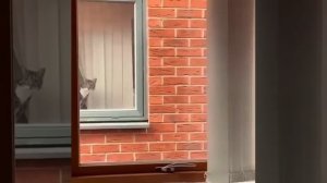 Любопытный сосед.mp4