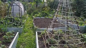 Уборка перца 11 сентября убераем платву ,и сам перец урожая мало но на салатики и борщ хватит.