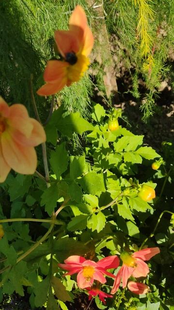 10-09-2025 дача, всё дела сделаны