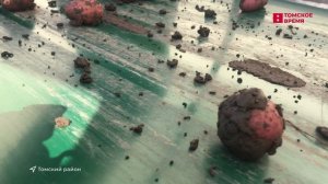 На томских прилавках появился картофель нового урожая