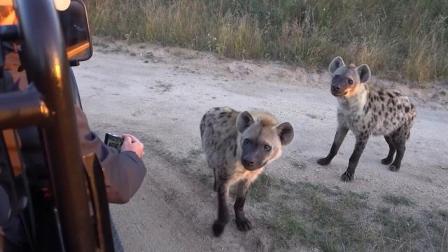 Опасные Животные Ведут Себя Дружелюбно на Камеру смотреть онлайн