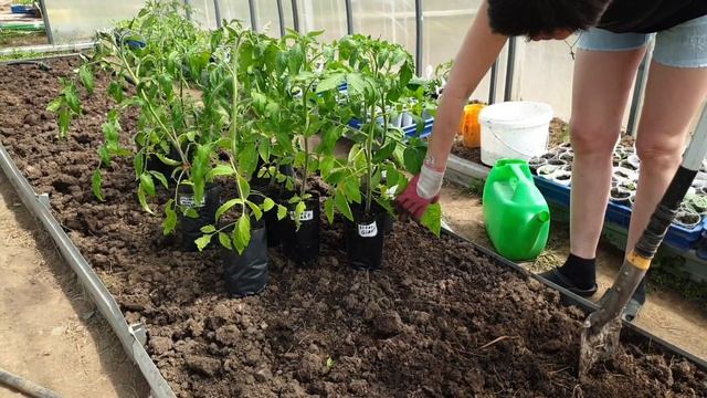 Сажайте томаты как мы! И забудьте про подкормки и удобрения. смотреть онлайн