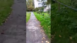 прогулка утром