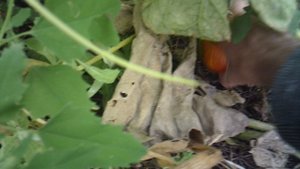 Вчерашняя срезка созревающей тыквы "улыбка"