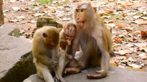 Сегодня макака Либби в добром расположении духа       1000033162.mp4