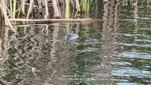 Чомга ловит рыбу 🐟🐦⬛  09.09.2025