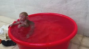 Обезьянка лапуся малюся сама раздевается и купается Любит нырять Веселенькая