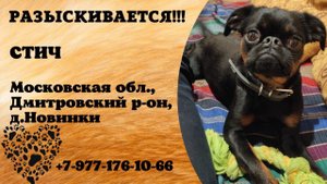 Пропала собака! СТИЧ. Московская обл., Дмитровский р-н, д.Новинки.