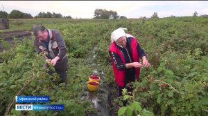 Садоводы Башкортостана приступили к сбору поздних сортов малины