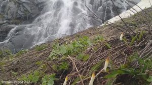 горные цветочки, Медвежий, 6 июня 2021 (Front 242)