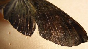 БРАЖНИКИ: 602. Temnora fumosa