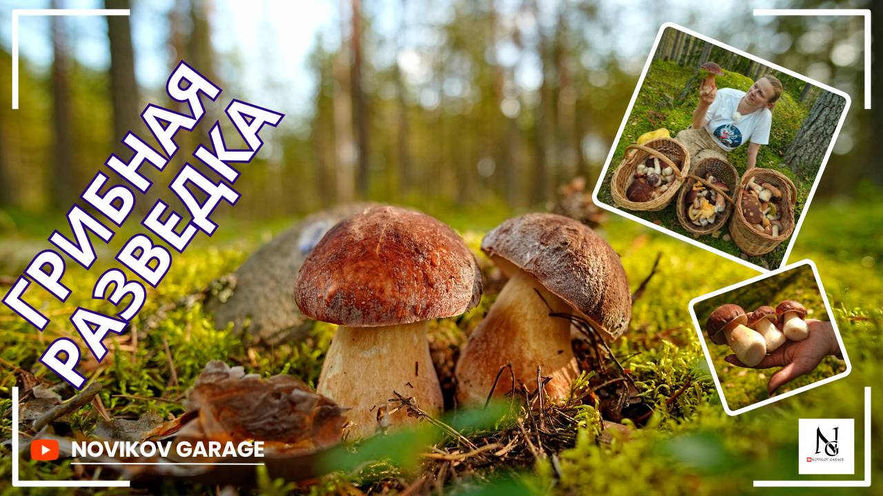 Грибная разведка 10 сентября 2025. Приозерский район + Выборгский район смотреть онлайн