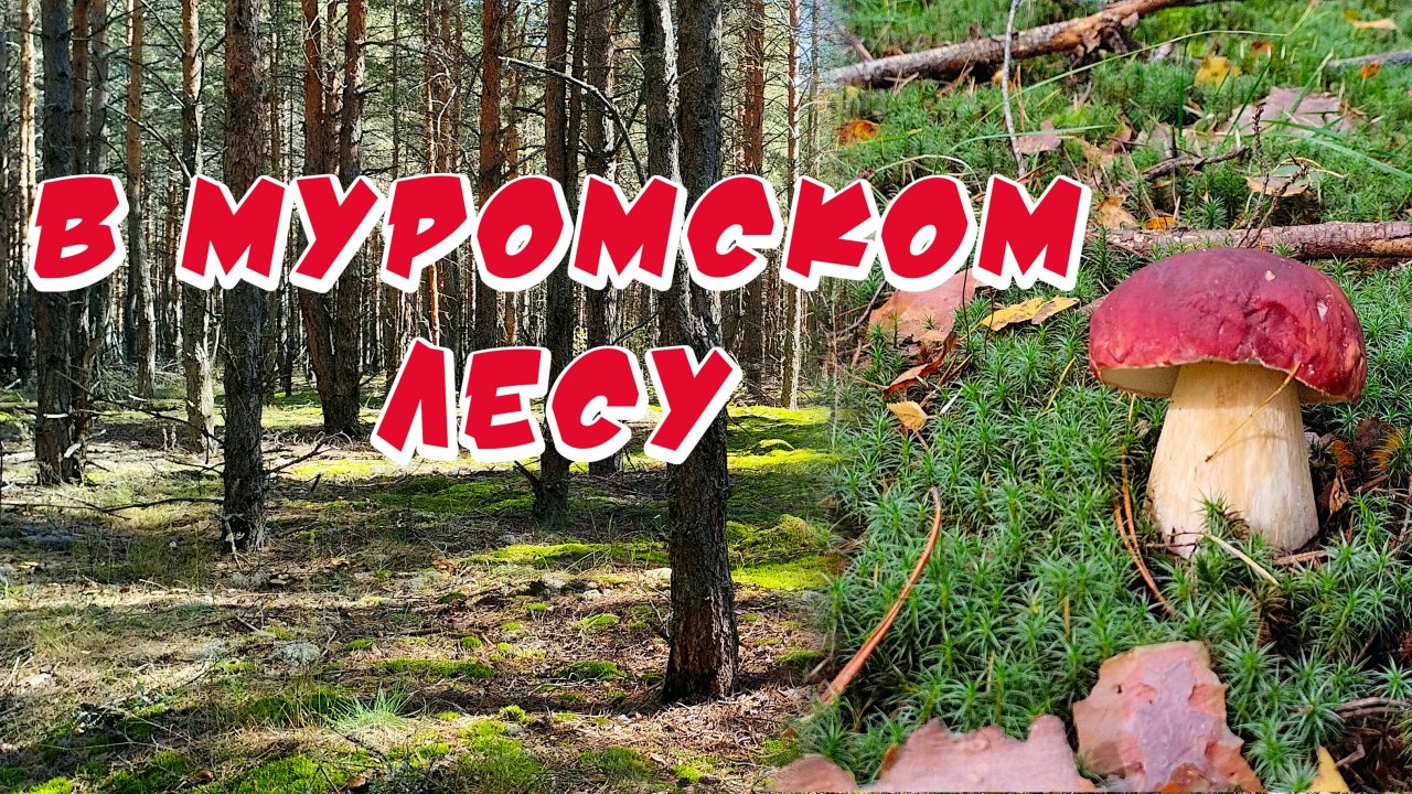 В лес за белыми грибами с лыжной палкой