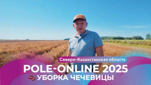 Уборка чечевицы в Северо-Казахстанской области | Pole-Online 2025 #чечевица