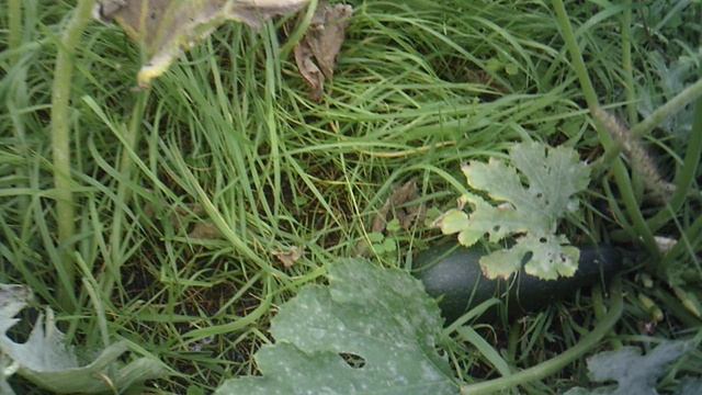 Вчерашний обзор нашего второго кабачкового растения