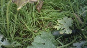 Вчерашний обзор нашего второго кабачкового растения