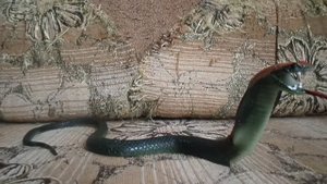 Обзор на мою змею Кобру