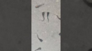 04.09.25 11 дней личинки