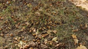 На территории Учебно-опытного лесничества прошла заготовка желудей