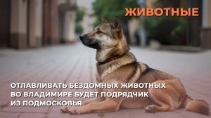 Отлавливать бездомных животных во Владимире будет подрядчик из Подмосковья