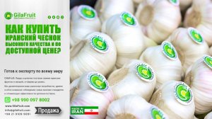 Как купить иранский чеснок для экспорта с высоким качеством и по разумной цене?