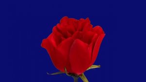 роза распускается 002