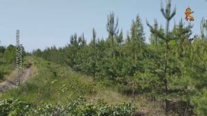 Рубки ухода за лесами являются одним из важнейших лесохозяйственных мероприятий (2024, COLOMNA.RU)