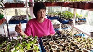 №2 Первые посадки 2025! Посев томатов на рассаду: агротехника, ошибки и полезные мелочи. 24.03.25 г.