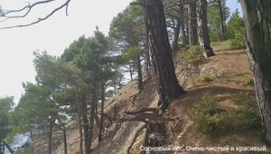 28.08.2021 Сосновый лес над скалой Парус.