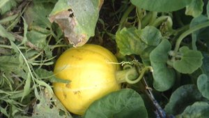 Вчерашняя срезка тыквы сорта "Улыбка"