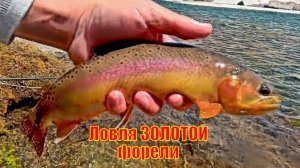 Ловля ЗОЛОТОЙ форели с прицелом На То, Как правильно